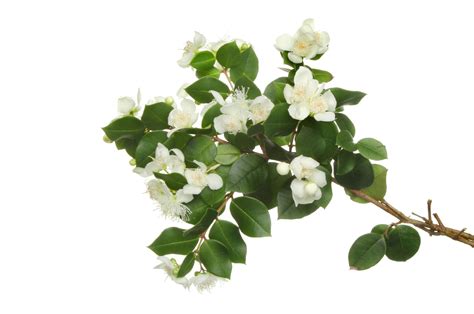 Very professionally done work from vw konstandin sh.p.k at a good price compared to other authorized vw workshops. Folia Myrtus - Myrtle leaves - Feuilles de Myrte - Gjethe ...