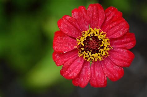 Maybe you would like to learn more about one of these? Red and Yellow Flower · Free Stock Photo