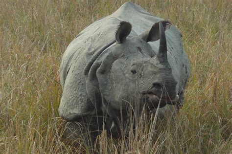 Greater One Horned Rhino Numbers Increase In Nepal Save The Rhino