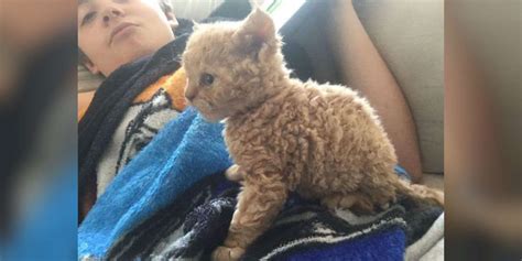 These Curly Haired Cats Are All Descended From One Rescue Kitten The Dodo