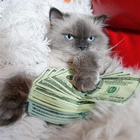 Rich Gangster Cats Flexing Their Wealth