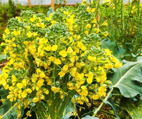 Bright Yellow Blooming Broccoli Flowers Stock Photo Image Of
