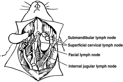 Intraocular Tumor Antigen Drains Specifically To Submandibular Lymph
