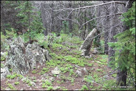 Bigfoot Picture Found Near Pikes Peak Colorado By Sasquatch Investigations