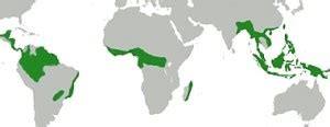 Rainforests are home to over half of the world's plant and animal species. Tropical rainforest Deforestation alters rainfall in ...