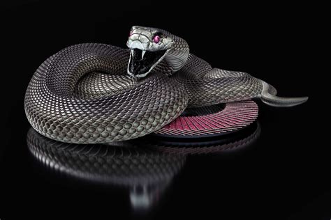Bu arada doktor kendi geliştirdiği bir ilaçlı. Black Mamba Wallpapers - Wallpaper Cave