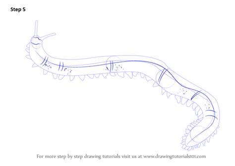 Learn How To Draw A Velvet Worm Worms Step By Step