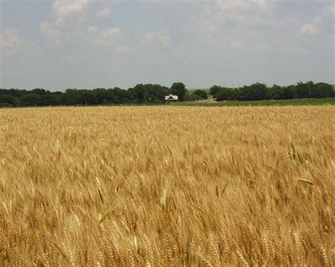 Where Wheat Field Kansas Nature Photography Kansas Landscape
