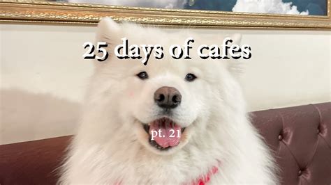 Why Is There A Chihuahua In A Samoyed Cafe Vlogmas Day 21 Youtube