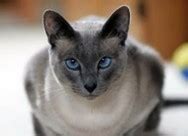 This coloration is known as points, which means. Siamese Cat Names | Naming Your Meezer Kitty