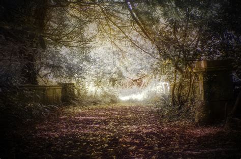 Free Images Landscape Tree Nature Forest Path Light