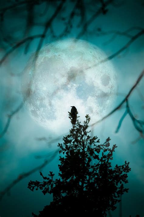 Full Moon Raven Photograph By Debi Bishop Fine Art America