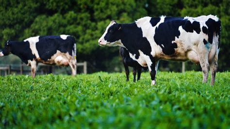 Australian Milk Production Forecast To Increase Situation And Outlook