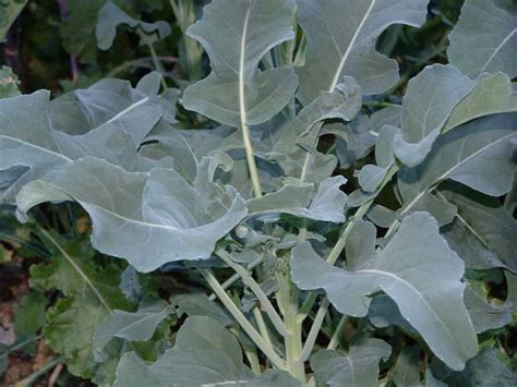 Leaf Broccoli Veggie Gardening Tips