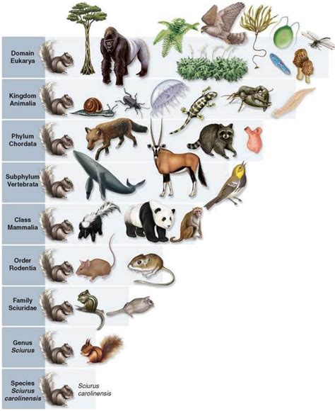 Higher Categories How We Name Living Things The Evolution And