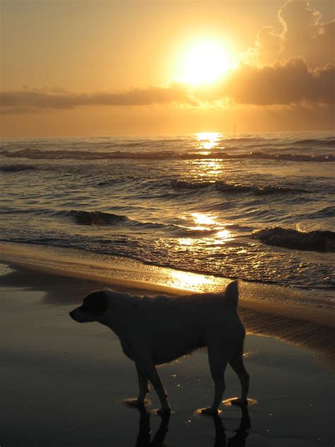 Dog Friendly Texas - Bring Fido