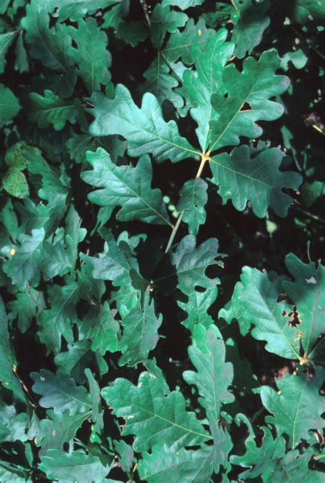 White Oak Leaf Identification