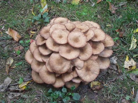 Mushrooms Growing Wild In South Eastern Ohio Mushroom Hunting And