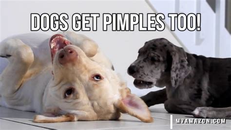 Dog Blackheads Pimples Zits And Acne Do Dogs Get Pimples 👍👍🐶🐶 Youtube