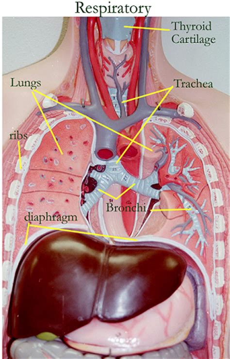 Human torso model with abdominal organs intact. Activity 5: Examining the Human Torso Model Flashcards ...