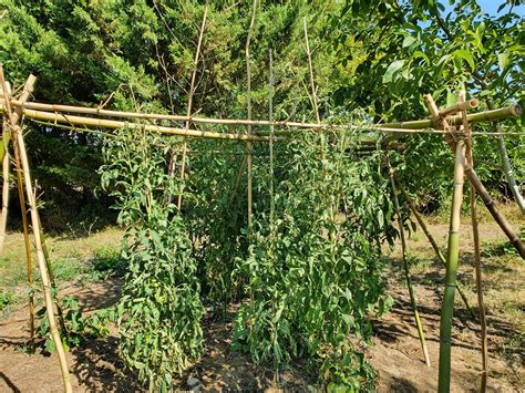 Quels Tuteurs Pour Vos Pieds De Tomates Spirale Ficelle Bois Bambou
