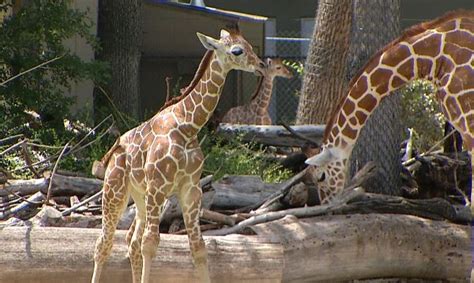 Fort Worth Zoo Welcomes Two Baby Giraffes Nbc 5 Dallas Fort Worth