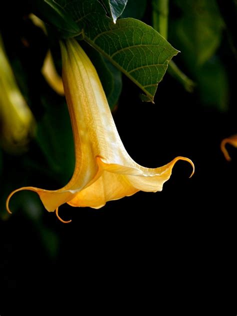 How To Get Brugmansia Plants To Bloom