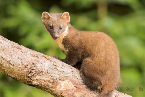 Pine Marten Sighted In Northumberland For First Time In 90 Years