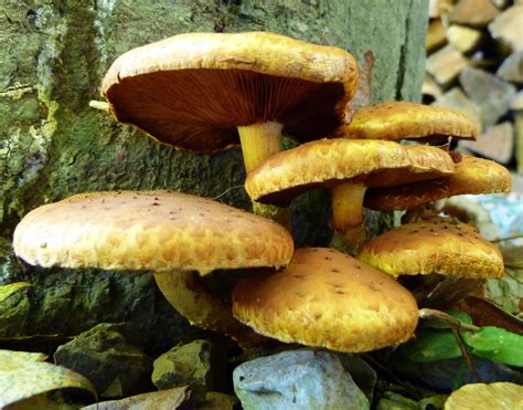 Gymnopilus Luteofolius Help Id Please Mushroom Hunting And