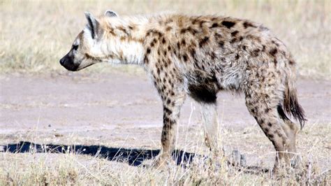 Teenager Attacked By Hyena In South Africas Famous Kruger National
