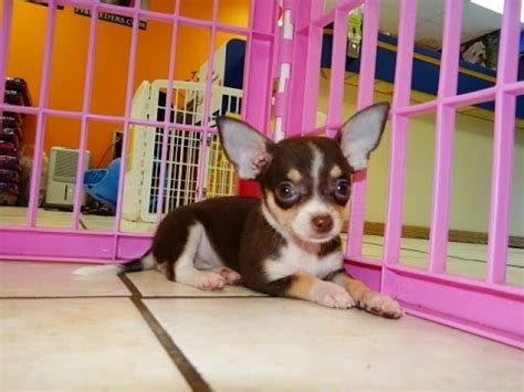 However, free chihuahua dogs and puppies are a rarity as rescues usually charge a small adoption fee to cover their expenses (usually less than $200). Chihuahua, Puppies, For, Sale, In, Hartford, Connecticut ...