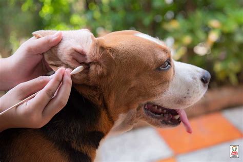 Otitis en perros Síntomas causas y tratamiento Blog Agrocampo Colombia