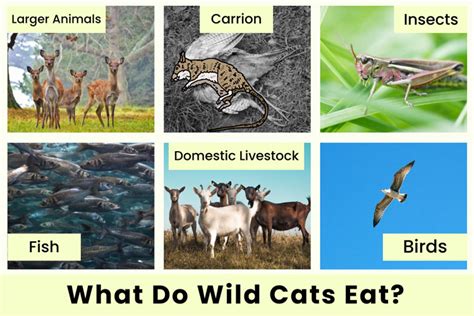 What Do Wild Cats Eat Cats Diet In The Wild Earth Reminder