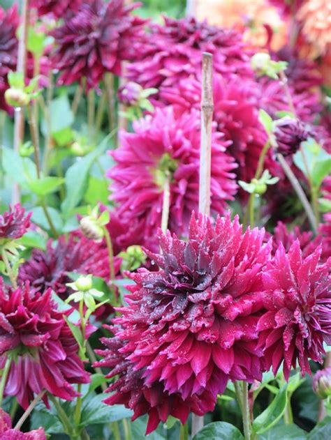 A wide variety of burgundy silk flowers options are available to you, such as occasion, type. Dahlia Burgundy | Dahlia, Plants, Burgundy