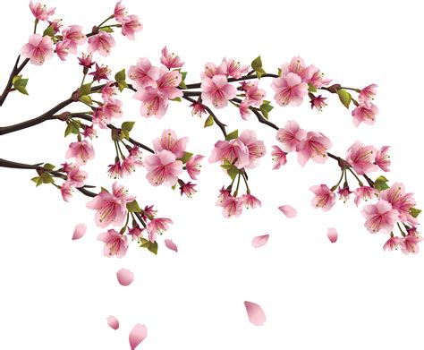 Cherry Blossom Vector, Cherry Blossom Flowers, Peach Flowers, Peach gambar png