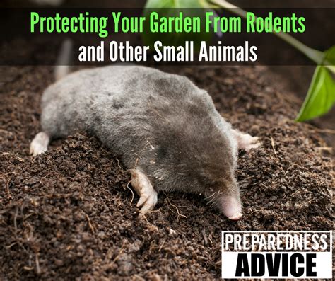 Protecting Your Garden From Rodents