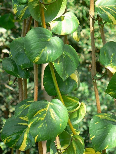 Sebagian besar tanaman dalam ruangan ini mampu menyerap polusi udara yang buruk bagi kesehatan. 8 Tanaman Dalam Ruangan untuk Menjaga Kesehatan