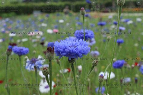 Cornflower Centaurea Cyanus Blue Boy Flowers Premier Seeds Direct Ltd