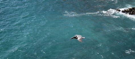 Free Images Sea Coast Water Nature Ocean Bird Wave Animal