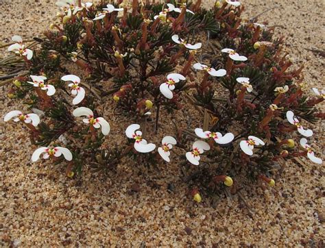 Esperance Wildflowers Stylidium Involucratum Boomerang Trigger Plant