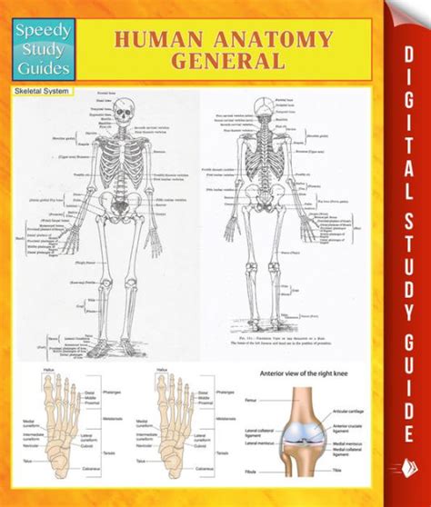 Human Anatomy General Speedy Study Guides By Speedy Publishing Nook