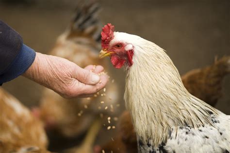 a beginners guide to egg laying chickens the permaculture research institute
