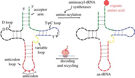 Trna Structure Diagram