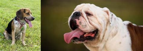 Bluetick Beagle Vs English Bulldog Breed Comparison