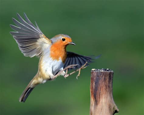 Royalty Free Robin Flying Pictures Images And Stock Photos Istock