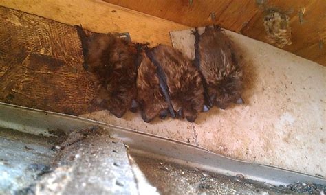 Understanding The Danger And Uses Of Bat Guano