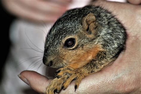 Baby Squirrel Close Up Free Stock Photo Public Domain Pictures