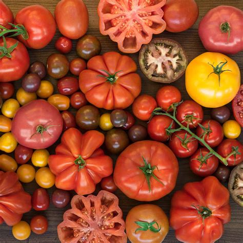 Tomato Cultivars Kaggle