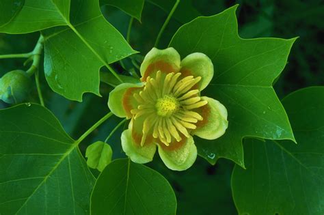 Tulip Poplar Tree Kentucky Pictures Kentucky