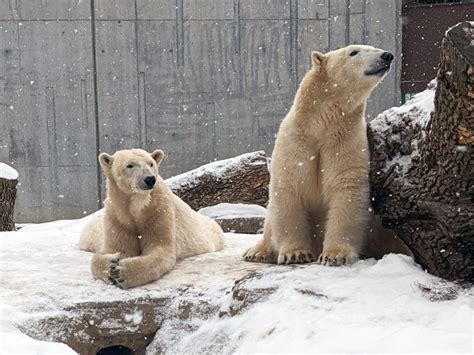 Polar Bears As Patients Caring For Animals At Henry Vilas Zoo